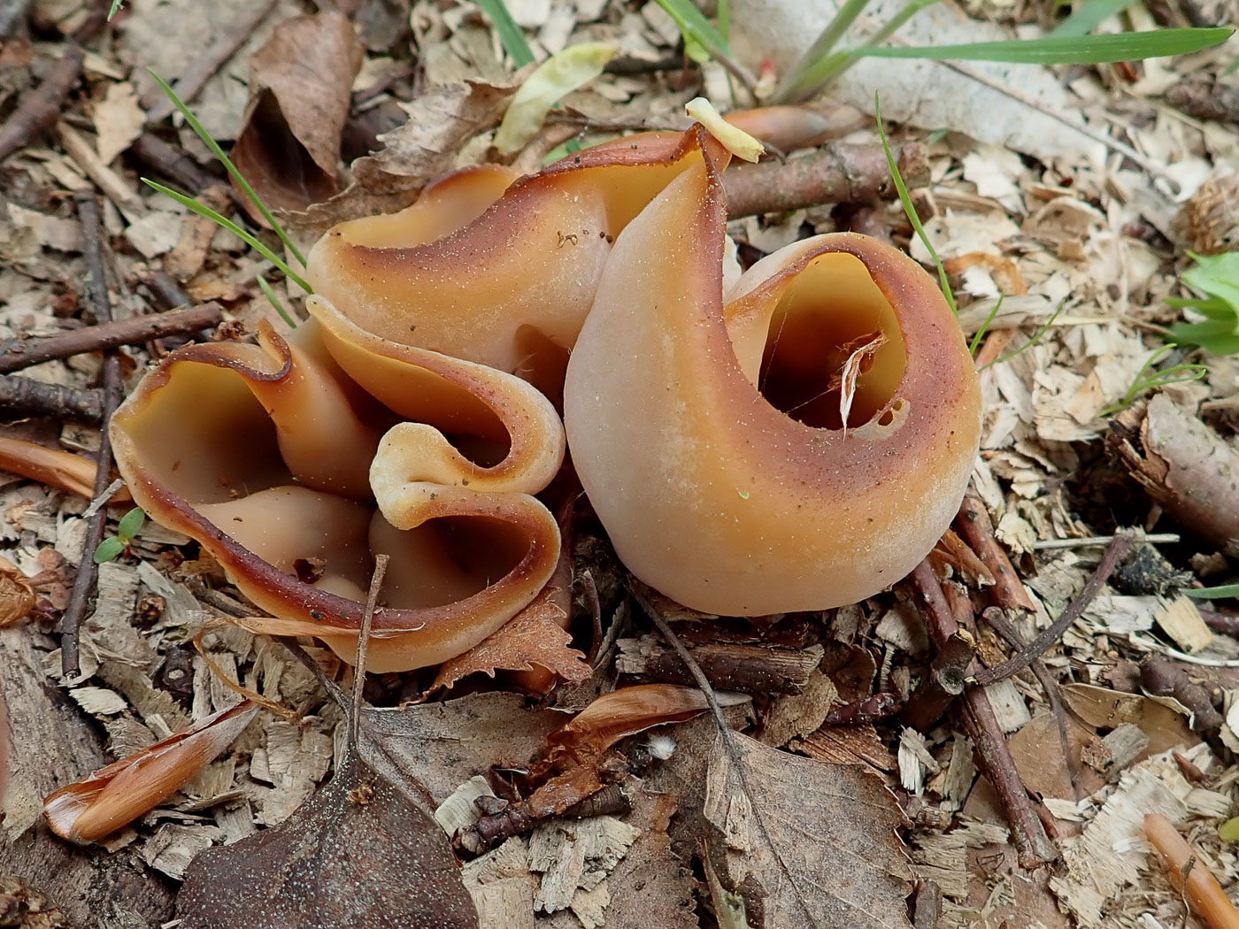 Photo by Penny Cullington Peziza repanda by Penny Cullington